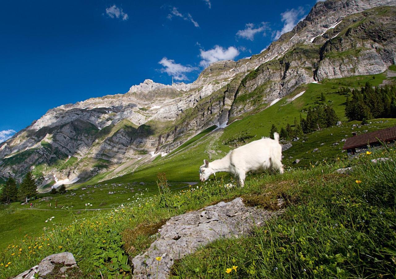 Saentis - Das Hotel Швагальп Экстерьер фото